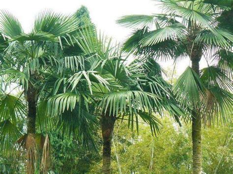 棕櫚樹種子
